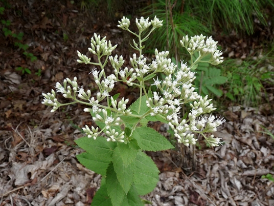 {Eupatorium pubescens}